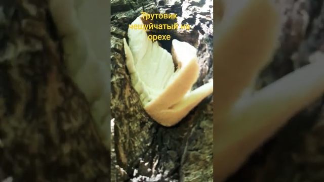 Трутовик чешуйчатый#гриб#трутовик чешуйчатый#грибы#polypore scaly