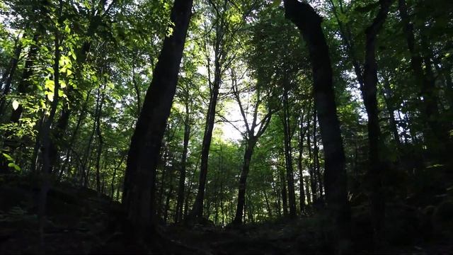 КОРАН | СУРА АЛЬ КАХФ | Первые десять аятов суры аль-Кахф защитят от Даджаля. смотреть онлайн