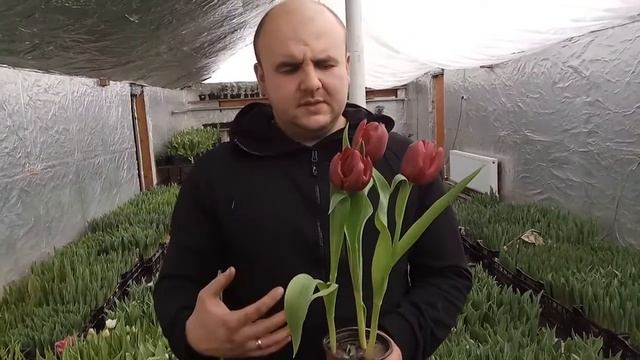 Вирощування тюльпанів. Тюльпани Палада. Tulips Pallada / Выращивание тюльпанов.