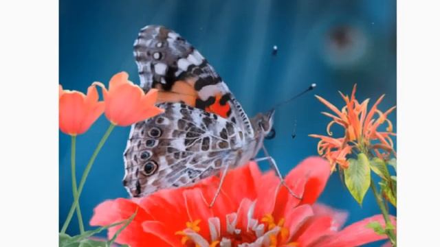 Анимация картинок смотреть онлайн