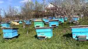 Наша пасека находится в Марийской деревне Усть-Маш -это граница Красноуфимского а-на и Башкирии