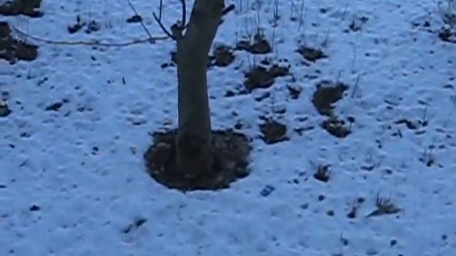 Птицы зимой подкормка смотреть онлайн