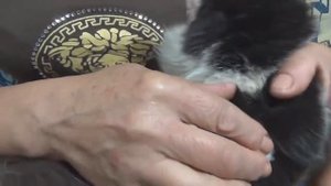 Как удалить клеща у кота при помощи подсолнечного масла