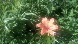 лето 2024 наши цветы