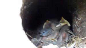 Маленькие птенцы просят есть