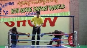 Orangutan Boxing