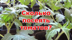 Как я рассчитываю нужное количество рассады томатов. Обзор рассады томатов на 01.03. и новый посев.