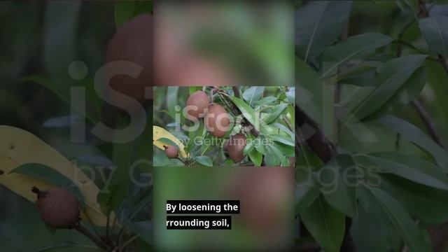 How to easily grow Chiku / Sapote / Sapodillas in containers from cuttings.Growing Sapodilla in Pot