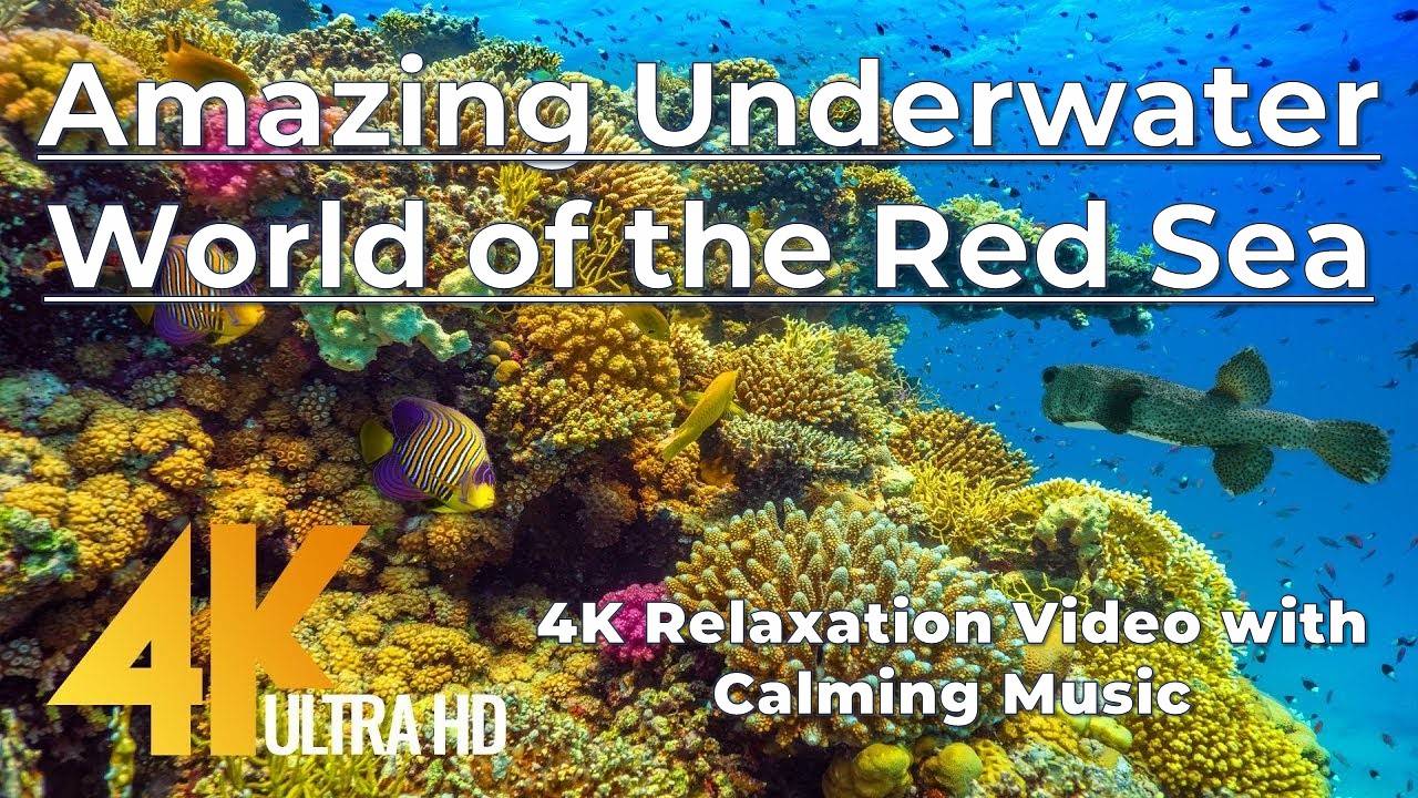 Amazing Underwater World of the Red Sea - 4K Relaxation Video with Calming Music - 3 HOUR