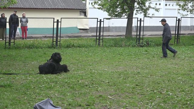 Володина Маргарита и Малаховский Финист Ясный Сокол. ОКД элементы (3 место). Ринг 1 смотреть онлайн
