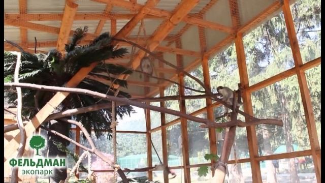 Яванские макаки в Фельдман Экопарк смотреть онлайн