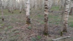 Ловушки для пчёл на второй пасеке.