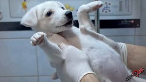 Крошечных щенков выбросили замерзать на улицу! Они просили о помощи, но люди проходили мимо!