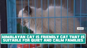 Himalayan Cat :  Characteristics & Facts