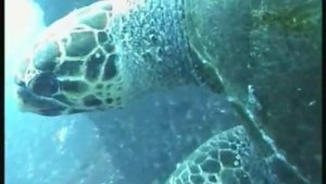 Подводная охота в Бразилии. / Spearfishing in Brazil