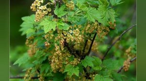 Плодово-ягодные кустарники весной. Степанова Наталья
