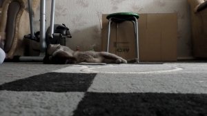Забрали котёнка за вязку. Котята шотландские вислоухие.
