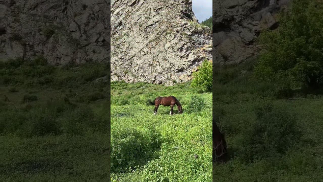 Чулпан смотреть онлайн