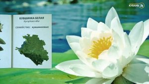 «Красная книга Кубани». Белая кувшинка