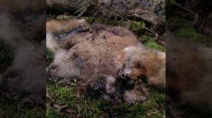 Вот что происходит с останками животных после смерти