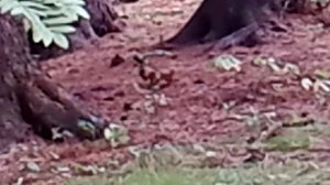 Как белка делает запасы на зиму