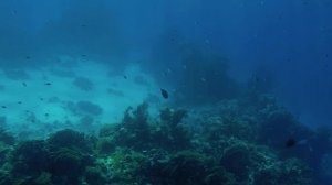 Кто живет на дне океана? | Тайны океанского дна