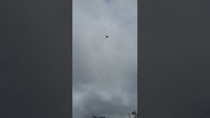 Бакинские голуби чили/about the pigeons of Russia/über die Tauben von Russland