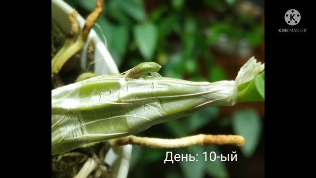 Дендробиум Линдли, или дендробиум скученный (Dendrobium lindleyi, syn. D. aggregatum) смотреть онлайн