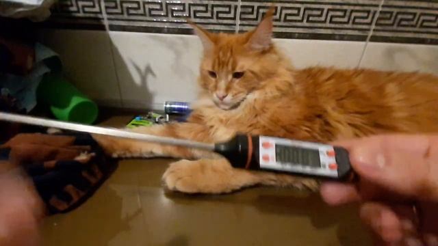 Кухонный термометр градусник кухонный кулинарный из Китая алиэкспресс смотреть онлайн