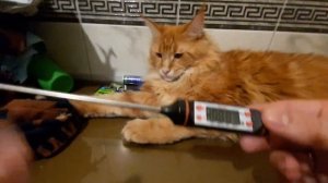 Кухонный термометр градусник кухонный кулинарный из Китая алиэкспресс