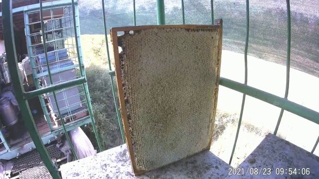 Отводкам пчел-конец((((Пчелосемьи(((-теплиться надежда на зимовку.Мёда море,суши валом,а пчел нет((( смотреть онлайн