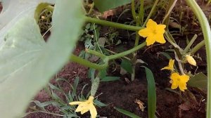 Огурцы для теплицы Кураж F1. Мои отзывы.