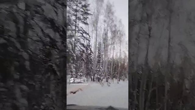 Сказочный лес #SHORTS