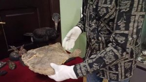 Обитатели Чёрного моря