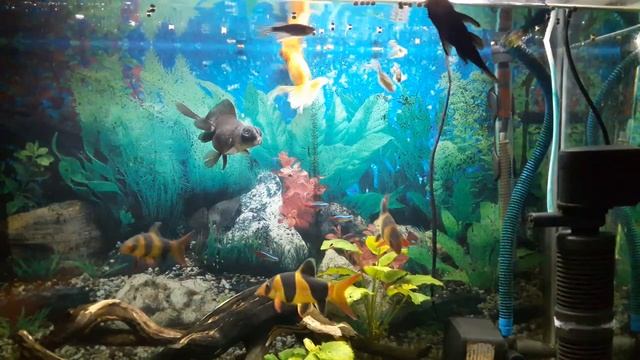 Золотые рыбки VS Боции клоун смотреть онлайн