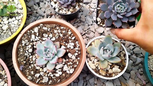 ¿Si son las mismas suculentas?🤔👀🌱 смотреть онлайн