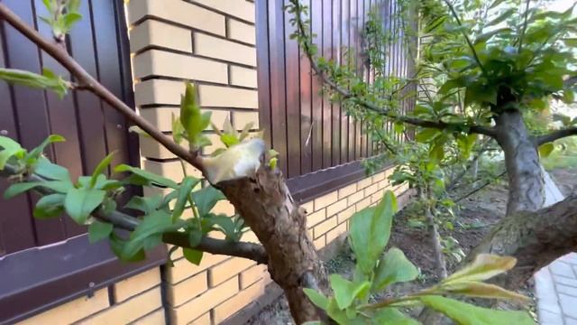 ПРИВИВКА АБРИКОСА НА АЛЫЧУ ЧАСТЬ 2 смотреть онлайн