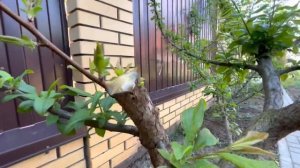 ПРИВИВКА АБРИКОСА НА АЛЫЧУ ЧАСТЬ 2