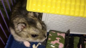 Чем и как кормить хомяка дома? КОРМЛЕНИЕ ДЖУНГАРИКОВ ИЗ РУК Любимая еда хомяков Ручной хомяк