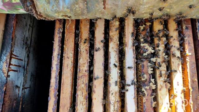 Состояние пчел на конец ноября. Травлю мышей на пасеке! смотреть онлайн