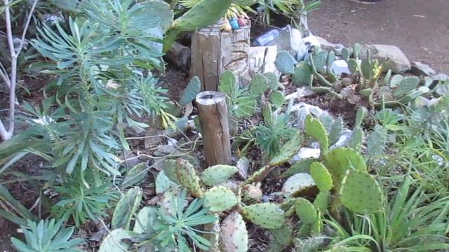How to Grow Cactus Outdoors in Canada смотреть онлайн