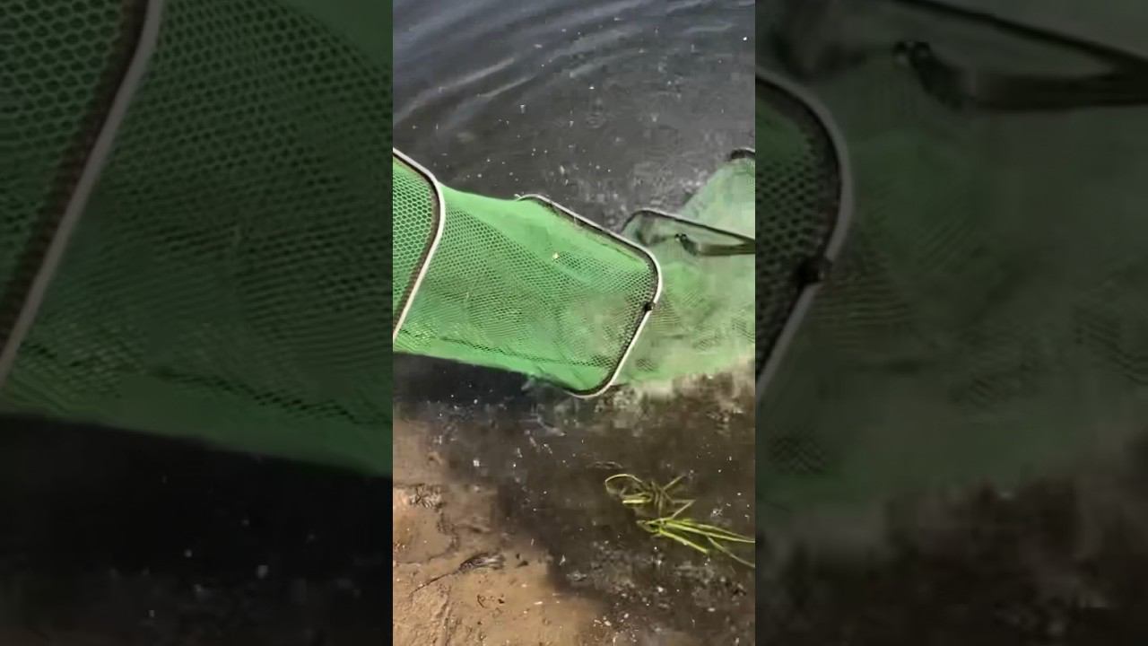 Утренний УЛОВ на РЕКЕ смотреть онлайн