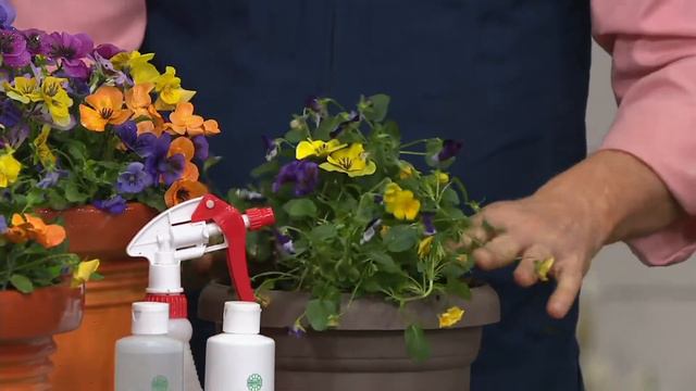 Robertas 6-piece Fragrant Penny Series Viola on QVC