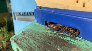 ПРОТИВОРОЕВЫЕ ПРИЁМЫ В ПЧЕЛОВОДСТВЕ.