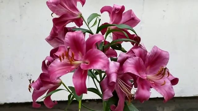 Махровая розовая Лилия с веснушками! Красотка. Из-за архива за 5 августа 2020 года. смотреть онлайн