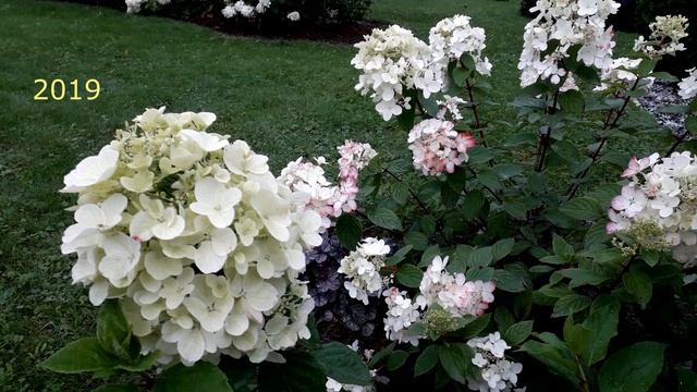 ✿➽ Гортензия Даймонд Руж ?? сезон 2019 смотреть онлайн