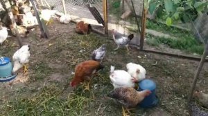 Начало забоя не бройлерной птцы. Куры породы Геркулес.