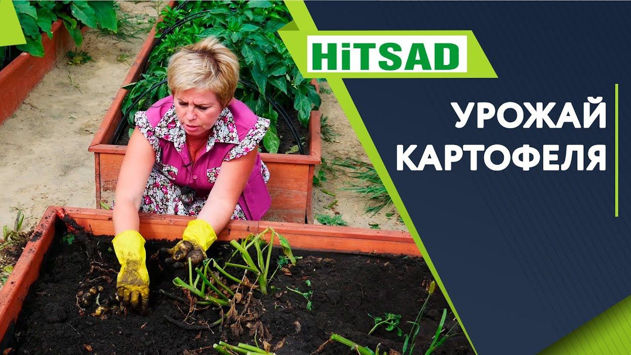 Как Хранить Картофель   Секреты Выращивания Картофеля  Урожай Картошки