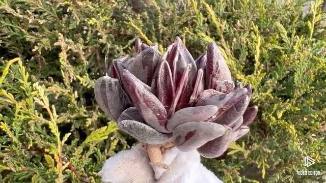 Lenophyllum Guttatum Variegated
