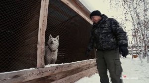 Питомник охотничьих лаек "Байанай".
